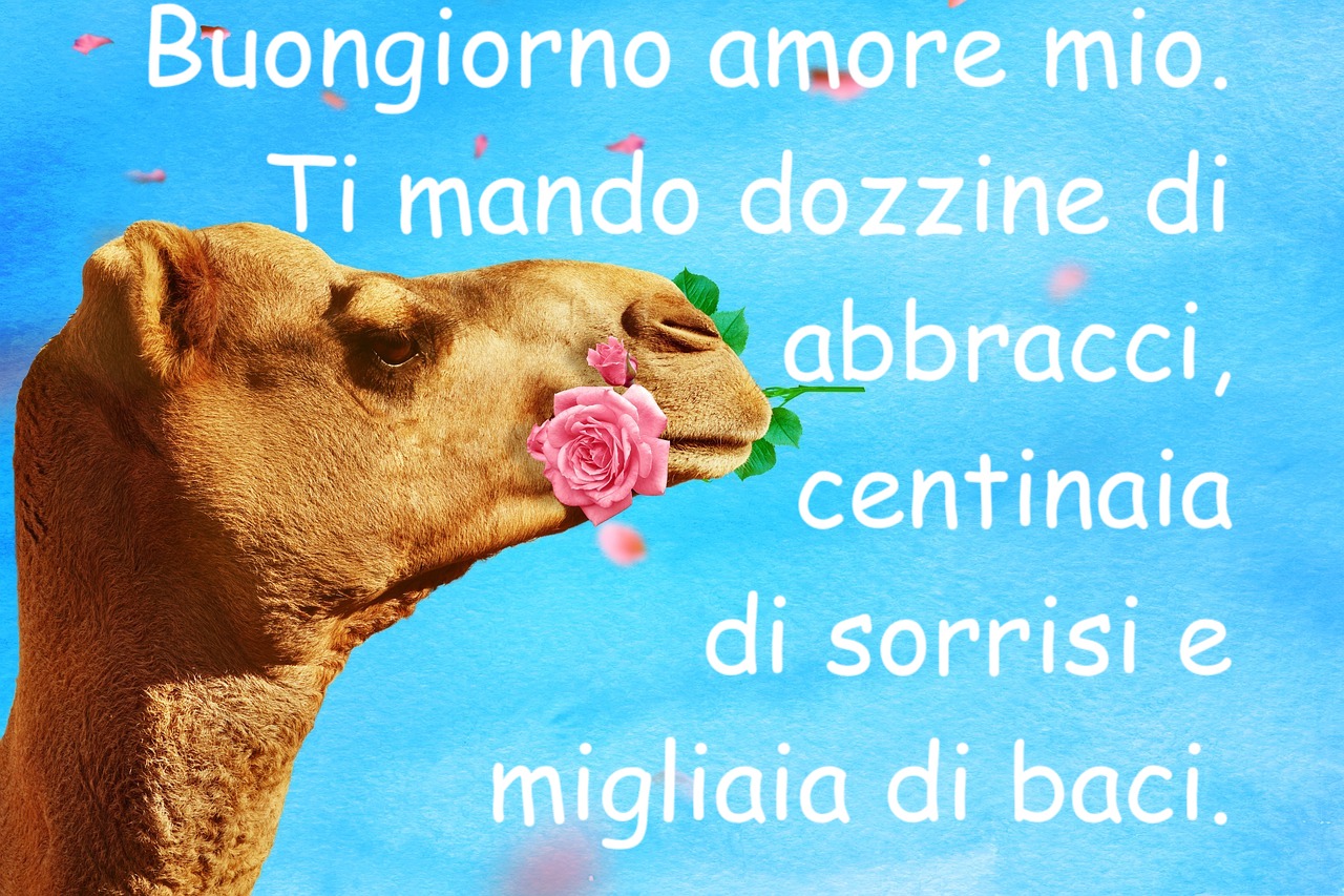 buona giornata amore  con sorriso e rosa nella bocca di un cammello da scaricare gratis